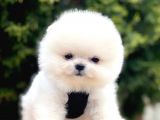 Safkan Pomeranian Boo Yavrularımız