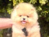 Safkan Pomeranian Boo Yavrularımız