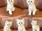 Silver Tabby British Shorthair Dişi Bebek