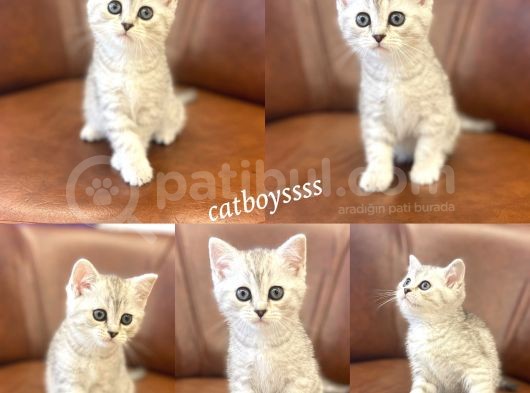 Silver Tabby British Shorthair Dişi Bebek görsel
