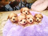 Maltipoo Tüy Dökmeyen Yavrular