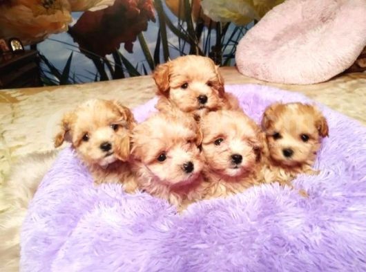 Maltipoo Tüy Dökmeyen Yavrular görsel