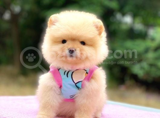 2 Aylık Ayı Surat Pomeranian Boo Yavrular görsel