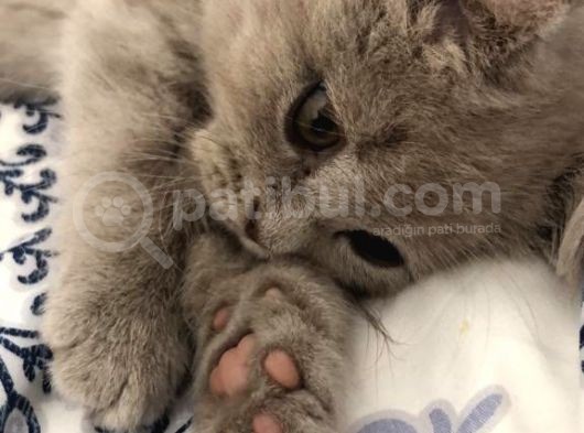 Kardeşi Sahiplenildi Sıra Kendisinde görsel