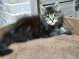 2 Aylik Maine Coon