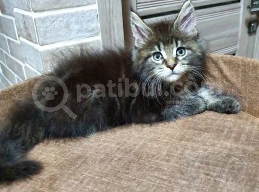 2 Aylik Maine Coon görsel