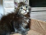 2 Aylik Maine Coon