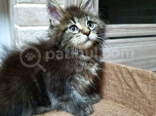2 Aylik Maine Coon görsel