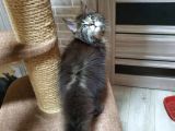 2 Aylik Maine Coon