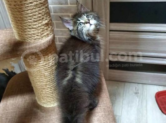 2 Aylik Maine Coon