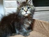 2 Aylik Maine Coon