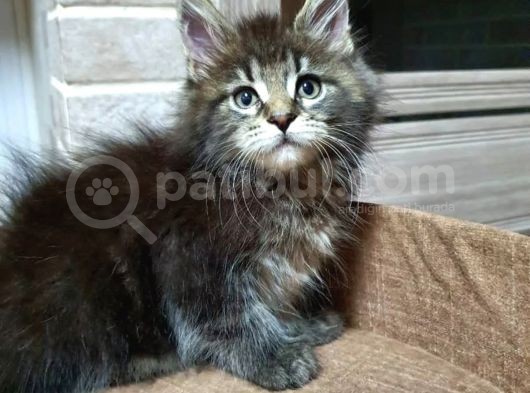 2 Aylik Maine Coon görsel