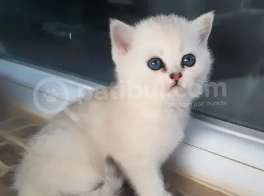 Safkan Ns 11 British Shorthair Silver Yarular görsel