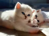 Safkan Ns 11 British Shorthair Silver Yarular