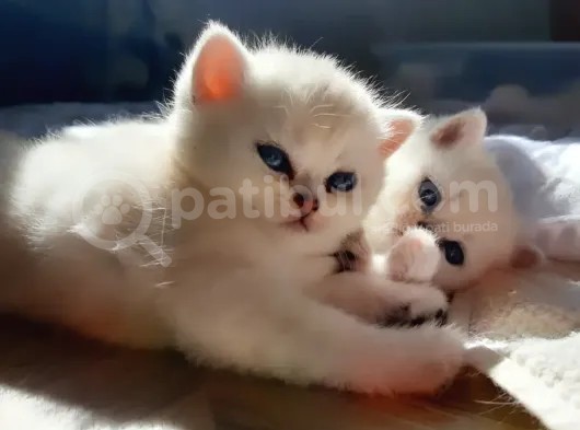 Safkan Ns 11 British Shorthair Silver Yarular