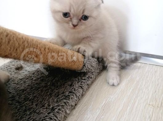2 Aylik Scotti̇sh Fold Yavrularimiz Yuva Ariyor görsel