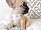 Teslime Hazır French Bulldog Yavruları 3 Dişi 1 Erkek
