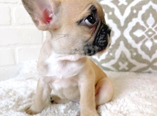Teslime Hazır French Bulldog Yavruları 3 Dişi 1 Erkek