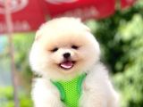 Safkan Teddy Bear Pomeranian Yavruları