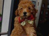 Red Toypoodle Yavrularımız