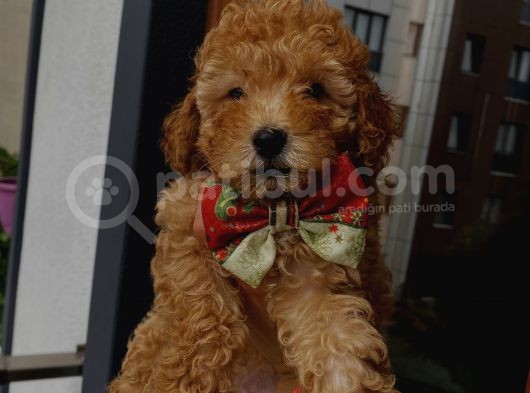 Red Toypoodle Yavrularımız görsel