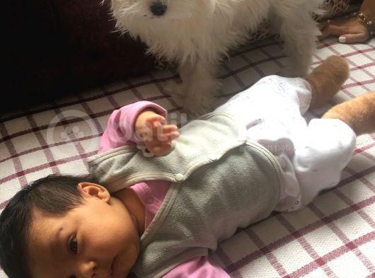 Tüy Yumağımıza Yeni Arkadaş 0 Numara Teacup Maltese görsel