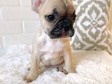 Teslime Hazır French Bulldog Yavruları 3 Dişi 1 Erkek