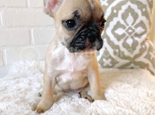 Teslime Hazır French Bulldog Yavruları 3 Dişi 1 Erkek görsel
