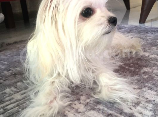 Tüy Yumağımıza Yeni Arkadaş 0 Numara Teacup Maltese görsel