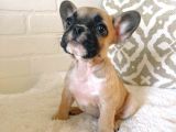 Teslime Hazır French Bulldog Yavruları 3 Dişi 1 Erkek