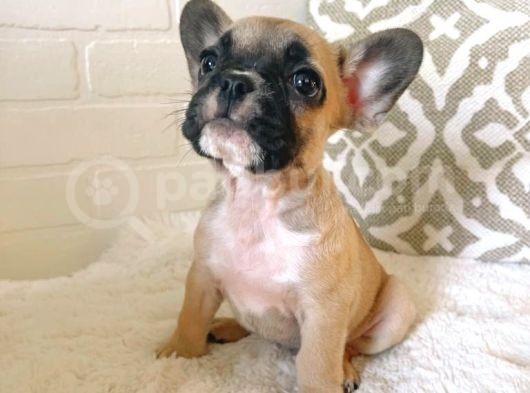 Teslime Hazır French Bulldog Yavruları 3 Dişi 1 Erkek görsel