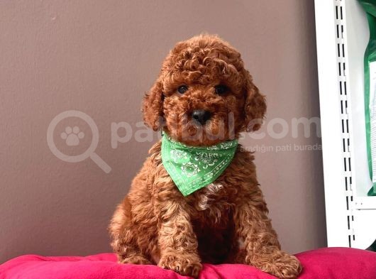Safkan Toy Poddle