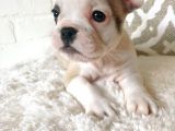Teslime Hazır French Bulldog Yavruları 3 Dişi 1 Erkek