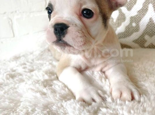 Teslime Hazır French Bulldog Yavruları 3 Dişi 1 Erkek görsel
