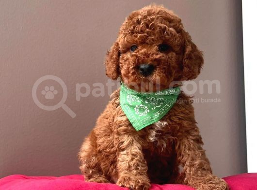 Safkan Toy Poddle görsel