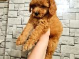 Toy Poodle Dişi