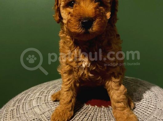 Red Toypoodle Yavrularımız görsel