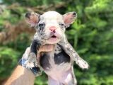 Merle French Bulldog Nadi̇r Renk Bebeği̇mi̇z