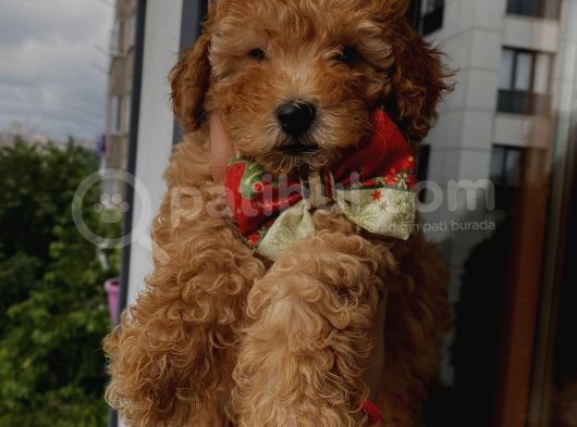 Red Toypoodle Yavrularımız görsel