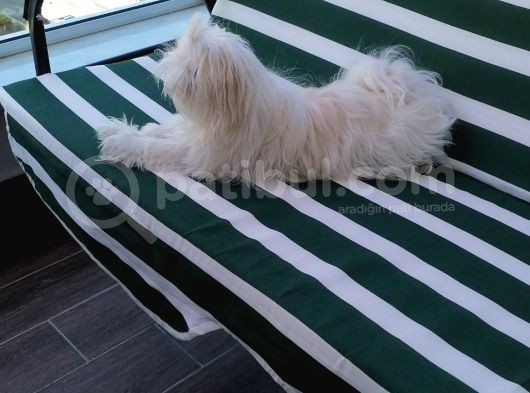 Tüy Yumağımıza Yeni Arkadaş 0 Numara Teacup Maltese görsel