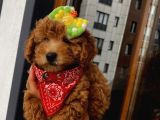 Red Toypoodle Yavrularımız