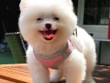 Karbeyaz Di̇şi̇ Pomerani̇an Boo