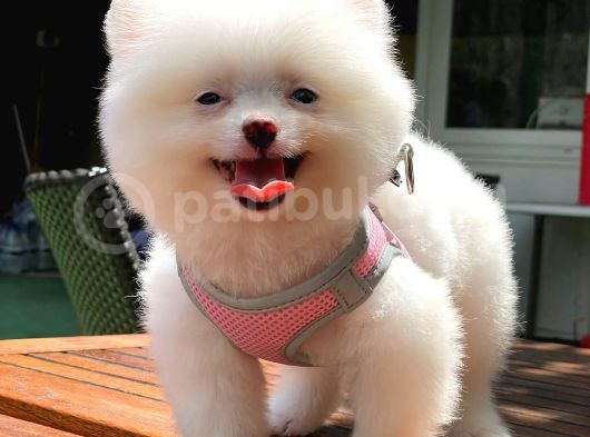 Karbeyaz Di̇şi̇ Pomerani̇an Boo görsel