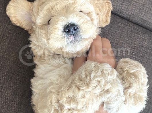 Anne Altı Dişi Maltipoo 1.5 Aylık Yavru görsel