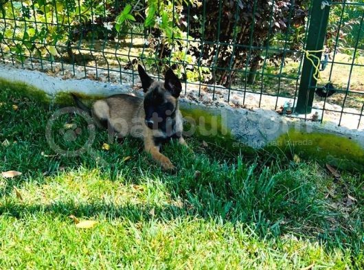 A Kali̇te Erkek Ve Di̇şi̇ Bebekler görsel