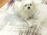 Tüy Yumağımıza Yeni Arkadaş 0 Numara Teacup Maltese