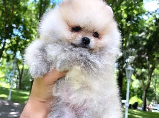 Pomeranian Boo görsel