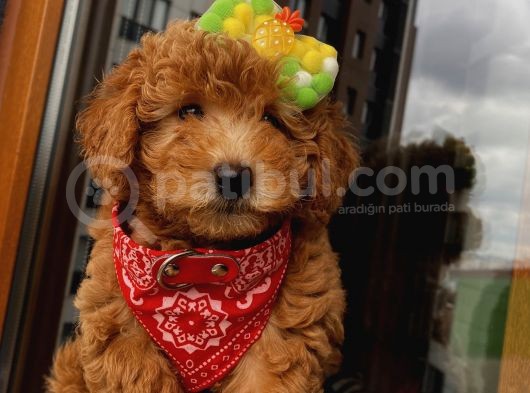 Red Toypoodle Yavrularımız