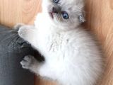 Sevimli Bebekler