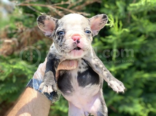 Merle French Bulldog Nadi̇r Renk Bebeği̇mi̇z